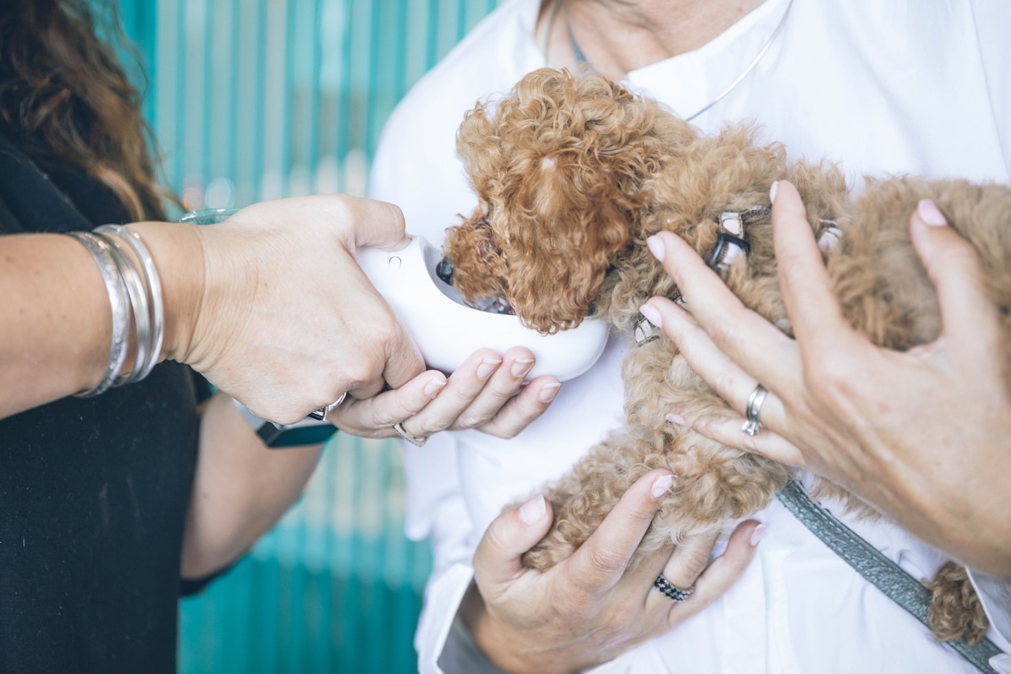 The Benefits of Regular Checkups for Your Pet