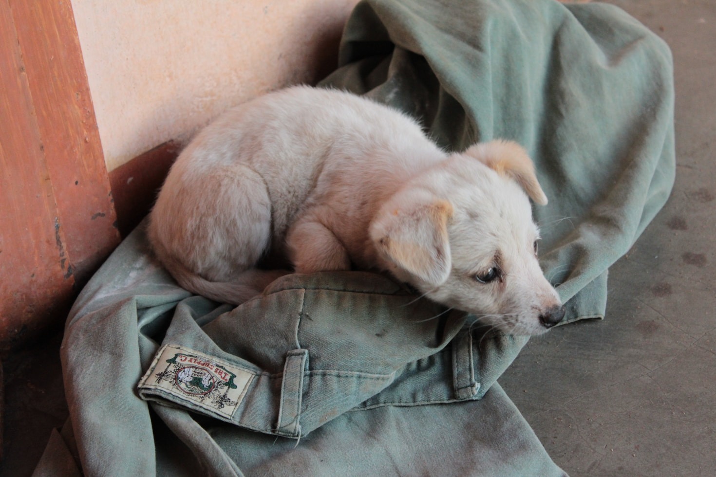 Why Preventive Care is Key to Your Pet’s Health