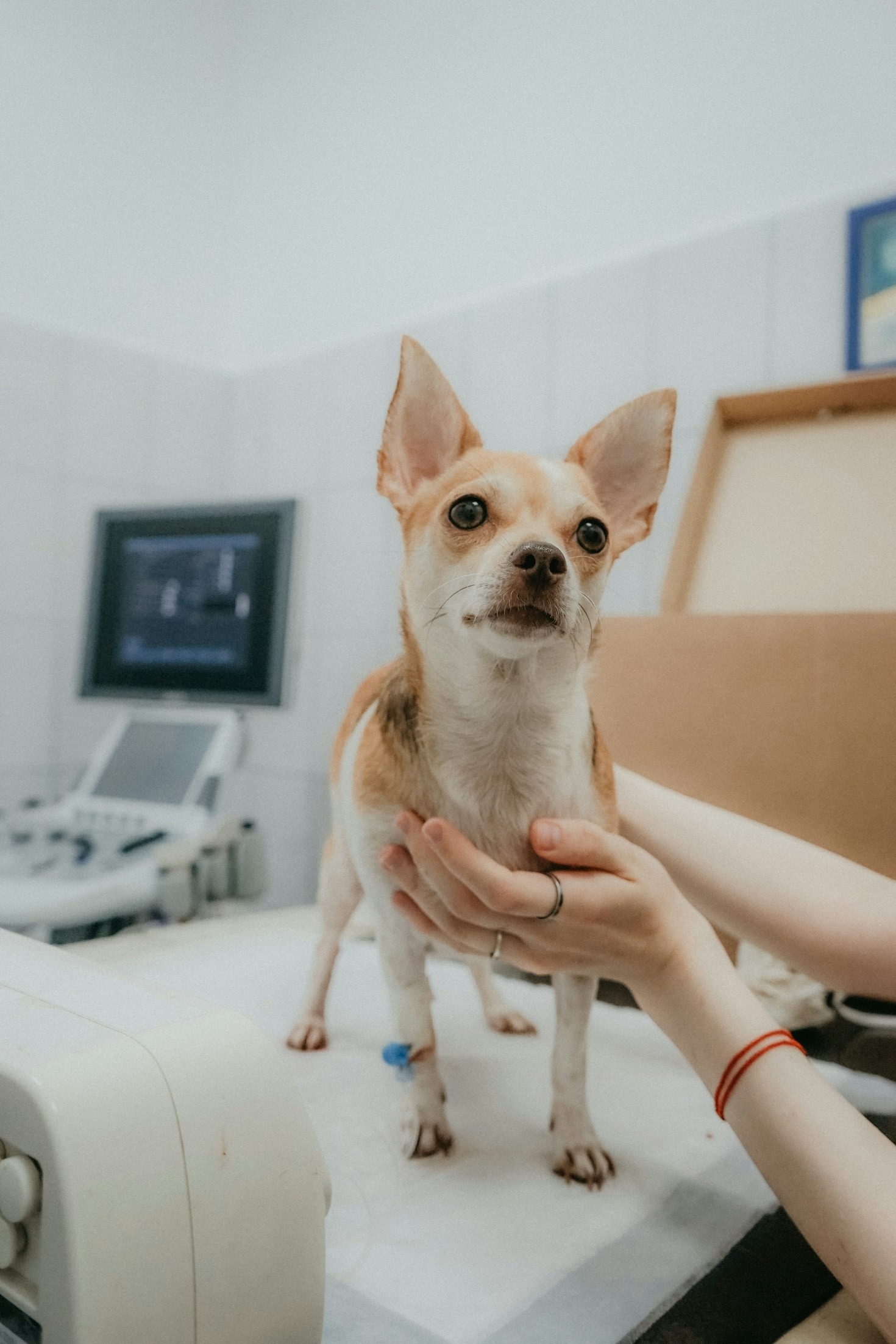 Understanding Your Pet’s Vaccination Needs