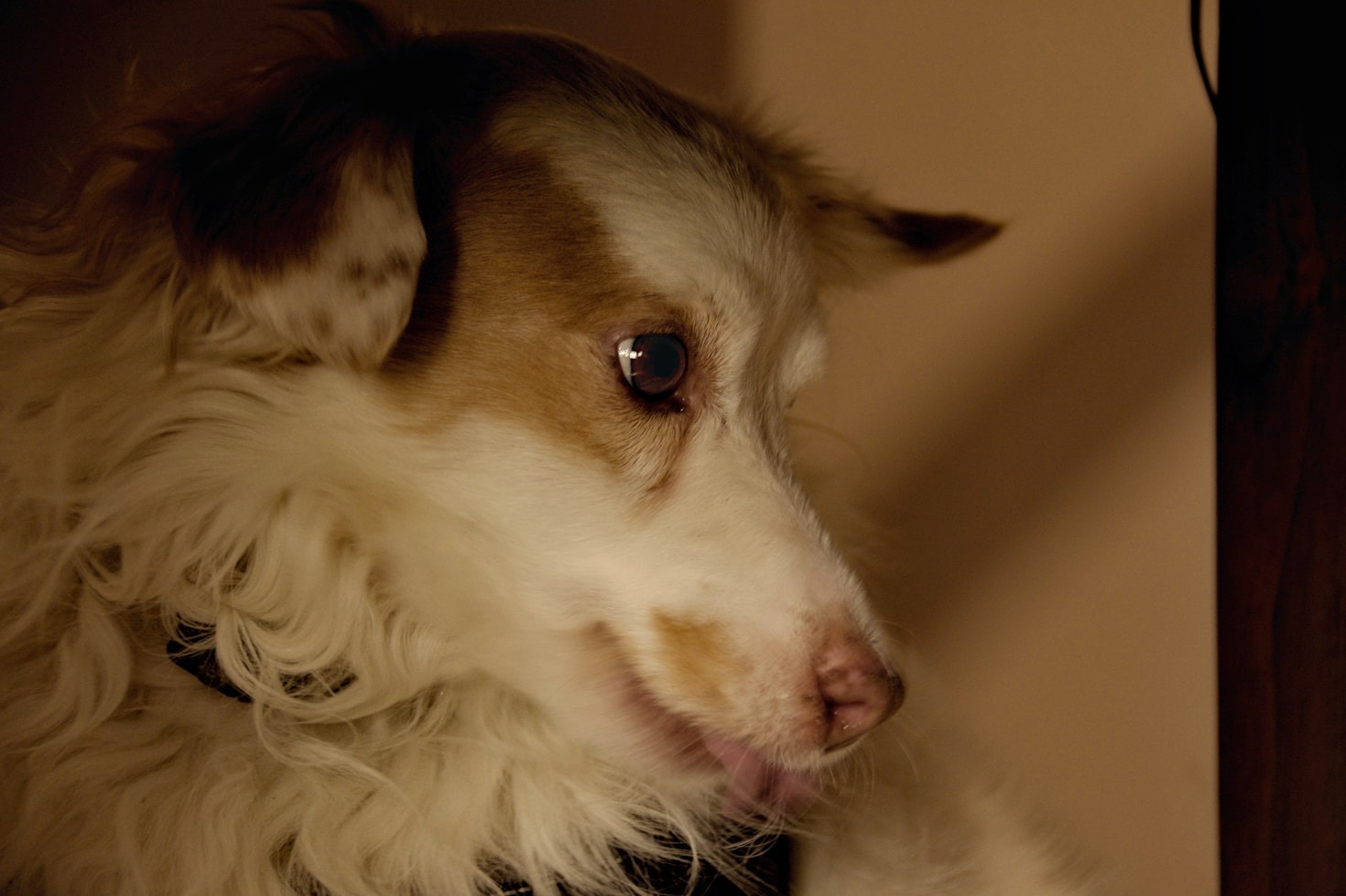 Emergency Veterinary Services: What You Need to Know